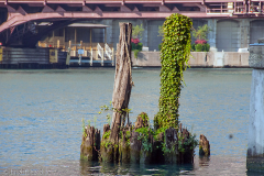 Chicago_streets,_river,_bldgs_0007