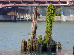 Chicago_streets,_river,_bldgs_0007