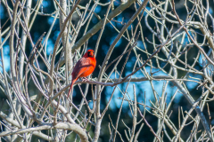 Sea_Pines_Preserve_SC_0005