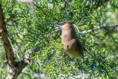Sea_Pines_Preserve_SC_0006