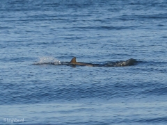 Hilton_Head-9