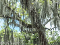 Savannah_0055