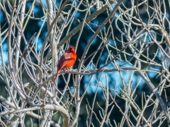 Sea_Pines_Preserve_SC_0005