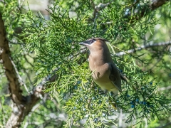 Sea_Pines_Preserve_SC_0006
