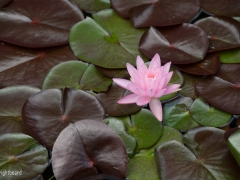 Single_Pink