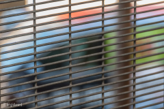 Miksang_Color_Texture__0021