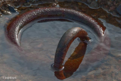 Miksang_Every_Ob_0028