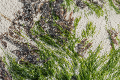 Miksang_Ab_Eye__0038