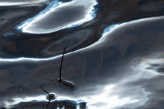 Miksang_Ab_Eye__0043