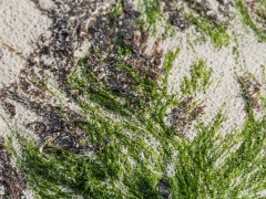 Miksang_Ab_Eye__0038