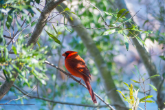 Sea_Pines_Preserve_SC_0004