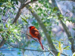 Sea_Pines_Preserve_SC_0004