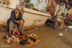 Fez_Morocco_People_and_Animals_0037b