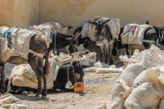 Fez_Morocco_People_and_Animals_0048
