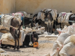 Fez_Morocco_People_and_Animals_0048