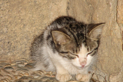 Photos from Spain-23